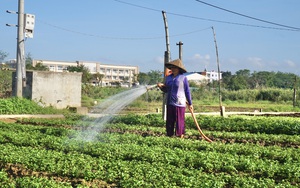 Sau những trận mưa lũ tơi tả, nông dân miền Trung kỳ vọng lớn vào vụ rau Tết