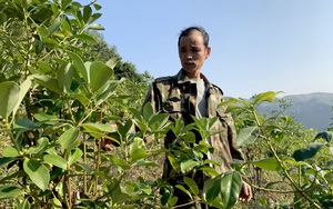 Cao Bằng: Trồng loài cây chưng cất ra thứ tinh dầu thơm ngào ngạt, nông dân vùng biên giới này giàu hẳn lên