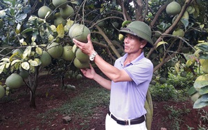 Bắc Giang: Cãi cả họ, chặt thứ cây ra quả nhỏ trồng thứ cây ra quả to, ông nông dân Lục Ngạn lãi 2 tỷ