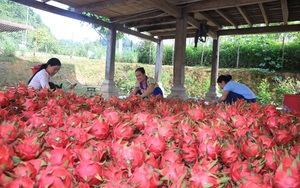 Thuận Châu đẩy mạnh phát triển các chuỗi liên kết trong sản xuất