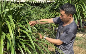 Lào Cai: Nông dân Sa Pa mặc áo cộc tay gấp rút đưa loài hoa quý địa lan trần mộng đi tránh rét ở đâu?