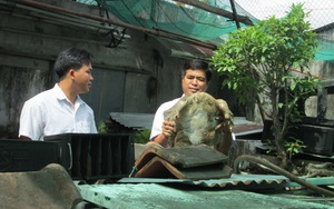 Kiên Giang: Một ông nông dân nuôi cả trăm con cua đinh hình thù kỳ dị, nhiều con to nặng 10 ký, bán đắt tiền