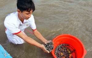 Ở nơi này của tỉnh Cà Mau, cho sò huyết &quot;chung nhà&quot; với tôm sú to bự, 2 con &quot;thuận hòa&quot; nhà nông lãi lớn