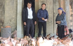 Chưa bao giờ có nhiều gà như vậy, hộ nghèo ở Pá Lau không còn lo giáp hạt nữa