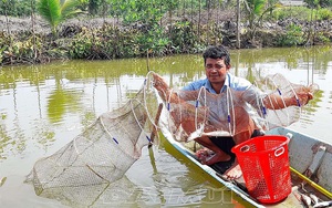 Cà Mau: Thả cá đối mục trong ao nuôi tôm sú, bất ngờ bắt được hơn 1,5 tấn, nông dân mừng vì bán đắt hàng