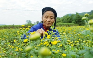 Lạng Sơn: Vùng quê nghèo trồng cúc hoa trên cát đẹp ngỡ ngàng, người người kéo đến xem