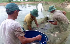 Bà Rịa - Vũng Tàu: Nhiều nông dân giàu nhờ nuôi bò 3B to bự, trồng trái cây đặc sản, nuôi con đặc sản