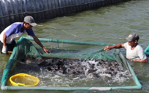 Khánh Hòa: Cá mú đặc sản nuôi ở TP Cam Ranh bị chết do bệnh lạ, cá nhiễm bệnh có chữa được không?