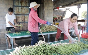 Ninh Thuận: Những điều thú vị khi thu hoạch loại “rau vua”