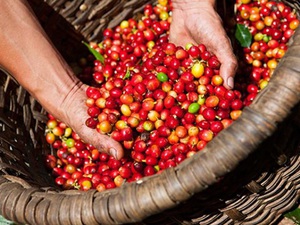 Giá nông sản hôm nay 4/3: Cà phê tăng vọt 700 đồng, giá tiêu cao nhất 40.000 đ/kg