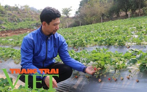 Phát triển nông nghiệp hữu cơ, hướng đi bền vững ở Mộc Châu 