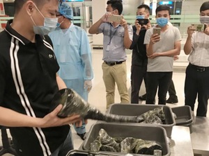 Cần Thơ: Tạm giữ gần 30kg nghi sừng tê giác được đưa từ Hàn Quốc về
