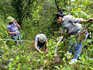 Nơi rừng rú, trồng thứ sâm "tiến vua" như chăm con mọn