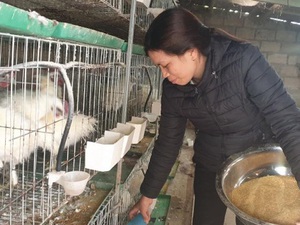 Nam Định: Gái đảm đang nuôi gà ác, chim bồ câu lời 15 triệu/tháng