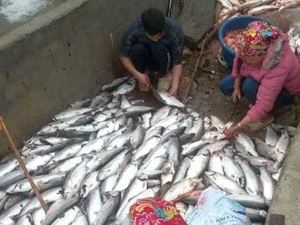 Lào Cai: Gần 5 tấn cá hồi bỗng lăn quay ra chết, khóc cạn nước mắt