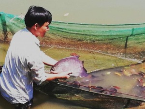 Thuần hóa thành công cá rô cờ suýt tuyệt chủng ở tỉnh Đắk Lắk