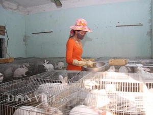 Làm giàu nhờ nuôi thỏ New Zealand bán cho nhà máy sản xuất vaccine