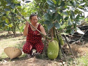 Quảng Nam: Trồng những cây mít ra trái to bự, ai cũng thích mua
