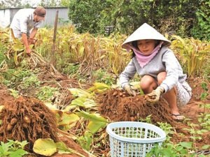 Cà Mau: Đào củ lùn trông như trứng gà so, thương lái khuân sạch