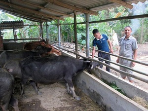 Trồng quế, nuôi trâu, nông dân Yên Bái thoát nghèo