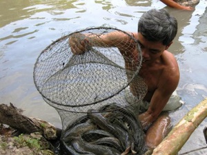 Nước mặn tấn công, cá lóc tuột nhớt chết tràn lan ở Trà Vinh
