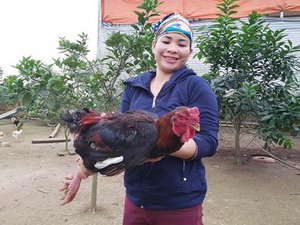 Nuôi loài gà đỏ ở Tuyên Quang, con nào cũng to khỏe, bán đắt hàng
