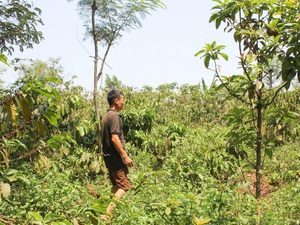Biến vườn thành rừng, trai trẻ Đắk Lắk làm ra thứ cà phê chất lừ