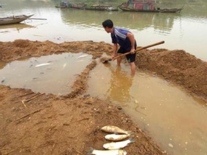 11 tấn cá chết trên sông Chu, dân thất thần, nguyên nhân vẫn 