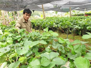 Điện Biên: Kỳ công biến đất hoang thành vườn dâu tây ngon "phát hờn"
