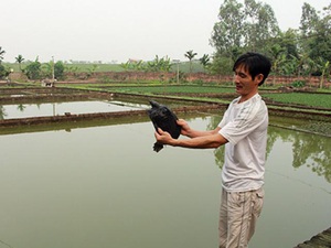 Vùng chiêm trũng dân làm giàu nhờ nuôi ba ba gai, trồng rau cần