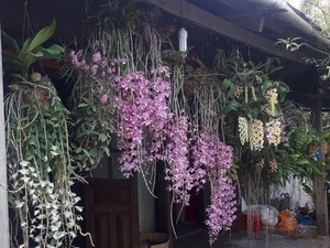 Thềm nhà treo toàn hoa lan rừng quý hiếm của trai 9X tỉnh Đắk Nông