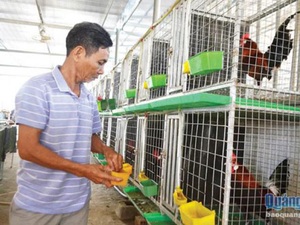 Khám phá trại nuôi gà rừng của tỷ phú nông dân tỉnh Quảng Ngãi