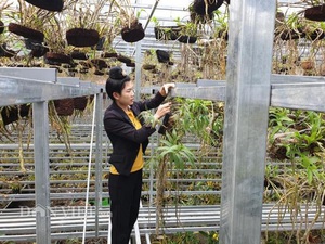 Ngắm 1 vạn giò phong lan đẹp mê mẩn của kiều nữ 9X tỉnh Điện Biên