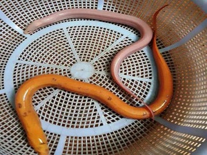 Nha Trang: Dân bắt được cặp lươn màu sắc lạ, trả 10 triệu không bán