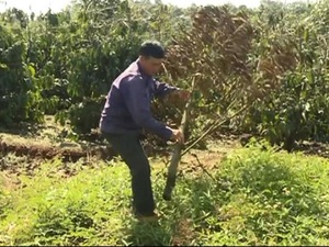 Lâm Đồng: Phẫn nộ, 100 cây sầu riêng chết tức tưởi vì bị chặt gốc