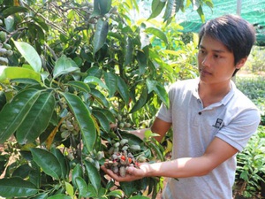 Đắk Lắk: Kỳ công trồng thứ cây ra hạt đỏ chót, bán đắt như vàng