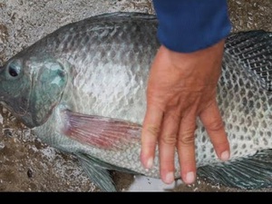 Nghệ An: Nuôi loài cá toàn đực dưới ao, bắt bán 30 tấn, thành tỷ phú