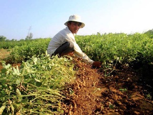 Quảng Nam: Trồng lạc chi chít củ, hạt mẩy, nhà nào cũng vui