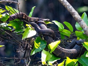 Rùng mình chứng kiến đàn rắn giao phối tập thể trên cây