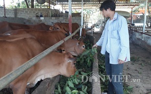 LẠ MÀ HAY: Chăn nuôi bò, cho bò ăn lá ổi và cái kết bất ngờ