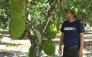 Bình Thuận: Trồng "rừng" mít Thái ra toàn trái khổng lồ, thương lái tranh nhau mua
