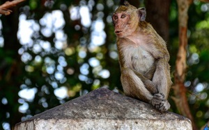 Tây Ninh: Lạ đời, vào rừng nuôi...khỉ không công