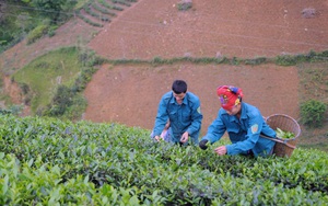 Hiệu quả những đồng Quỹ hỗ trợ nông dân ở Thuận Châu