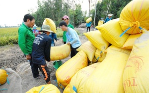 Bộ Tài chính công bố giá thành lúa vụ hè thu ĐBSCL: Giảm 169 đồng/kg, lợi nhuận có về tay nông dân?