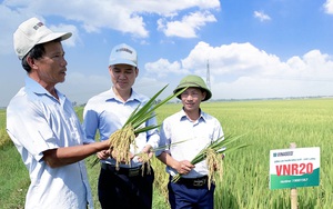 Lúa VNR20 "lấy lòng" nông dân xứ Thanh với năng suất tới 7,5 tấn/ha