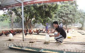 Lai Châu: Kỹ sư xây dựng chăn nuôi gà thả đồi, mỗi tháng bán 2 tấn gà thịt