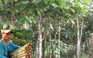 Quảng Ngãi: Vì sao đề án vùng trồng chuyên canh cây quế mới khai sinh đã xin khai tử?