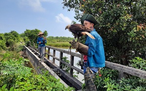 Kỳ thú xem thả loài chim săn chuột đồng ở Quảng Trị