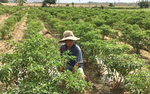 Đà Nẵng: Ớt Bồ Bản rớt giá thảm, nông dân lao đao