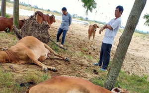 Thanh Hóa: 4 con bò đột nhiên sùi bọt mép lăn đùng ra chết, dân hoang mang, phẫn nộ